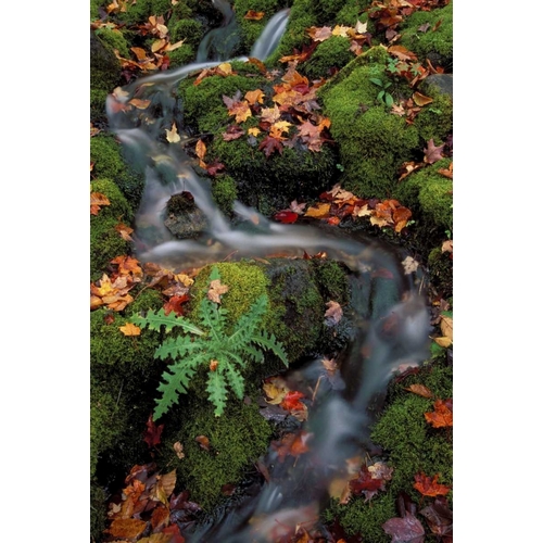 MI, Waterfall through moss and autumn leaves